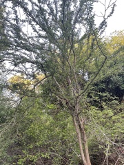 Albizia anthelmintica