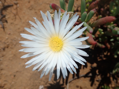 Image of Lampranthus watermeyeri by no rights reserved