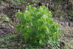 Cnidoscolus angustidens