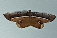 Opisthoxia phrynearia