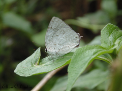 Ostrinotes sophocles