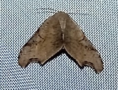 Calledapteryx dryopterata