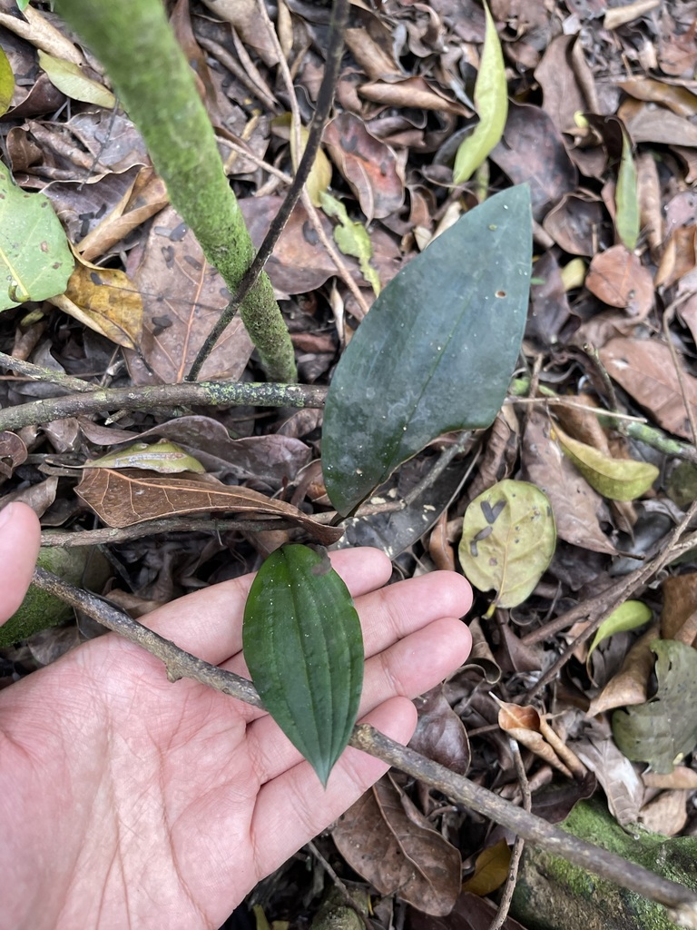 Eltroplectris calcarata