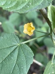 Abutilon ramosum