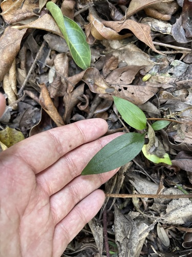 Image of Eltroplectris calcarata by (c) Brandon Corder, some rights reserved (CC BY)