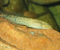 Heleophryne purcelli