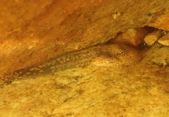 Heleophryne purcelli