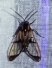 Cosmosoma joavana