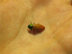 Castiarina aurantiaca