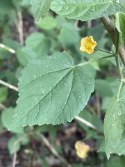 Abutilon ramosum