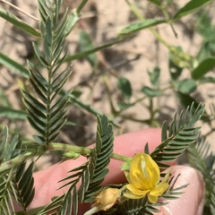 Chamaecrista stricta