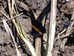 Parcella amarynthina