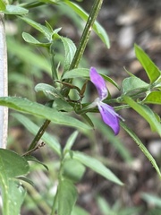 Dicliptera decorticans