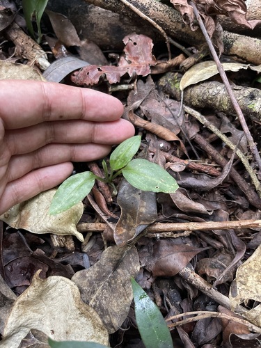 Image of Beloglottis costaricensis by (c) Brandon Corder, some rights reserved (CC BY)
