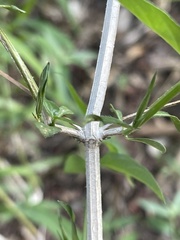 Dicliptera decorticans