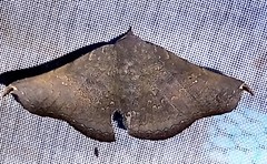 Drepanoperas falcigera