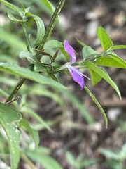 Dicliptera decorticans