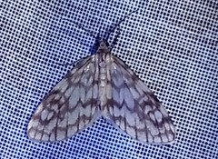 Eucereon chloraenoma