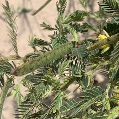 Chamaecrista stricta