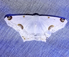 Sericoptera mahometaria