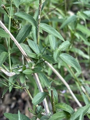 Dicliptera decorticans