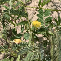 Chamaecrista stricta