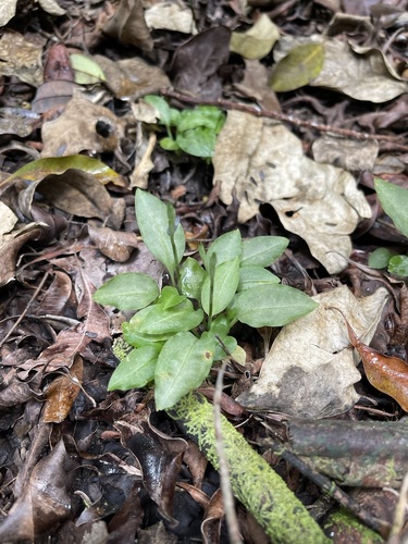 Image of Beloglottis costaricensis by (c) Brandon Corder, some rights reserved (CC BY)