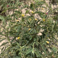 Chamaecrista stricta