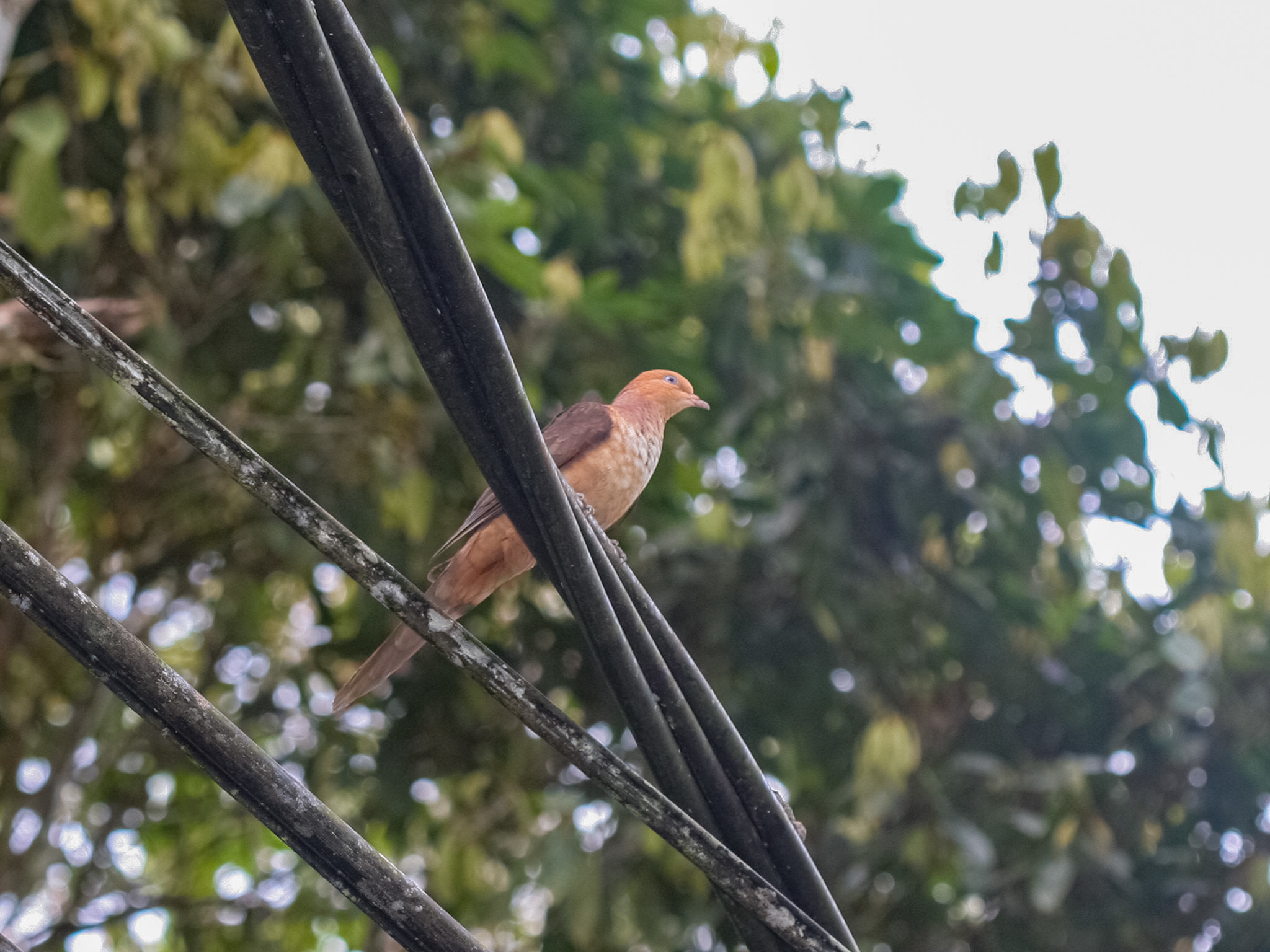 Little Cuckoo-Dove