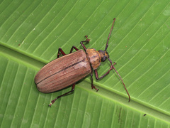 Xixuthrus microcerus