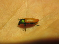 Castiarina aurantiaca