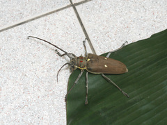 Batocera thomsonii