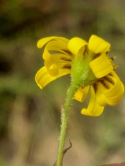 Osteospermum bolusii