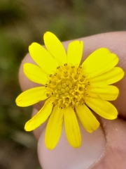 Osteospermum bolusii