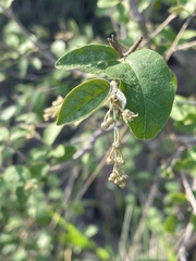 Croton menyharthii