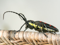 Batocera parryi
