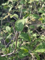 Croton menyharthii