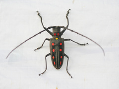 Batocera parryi