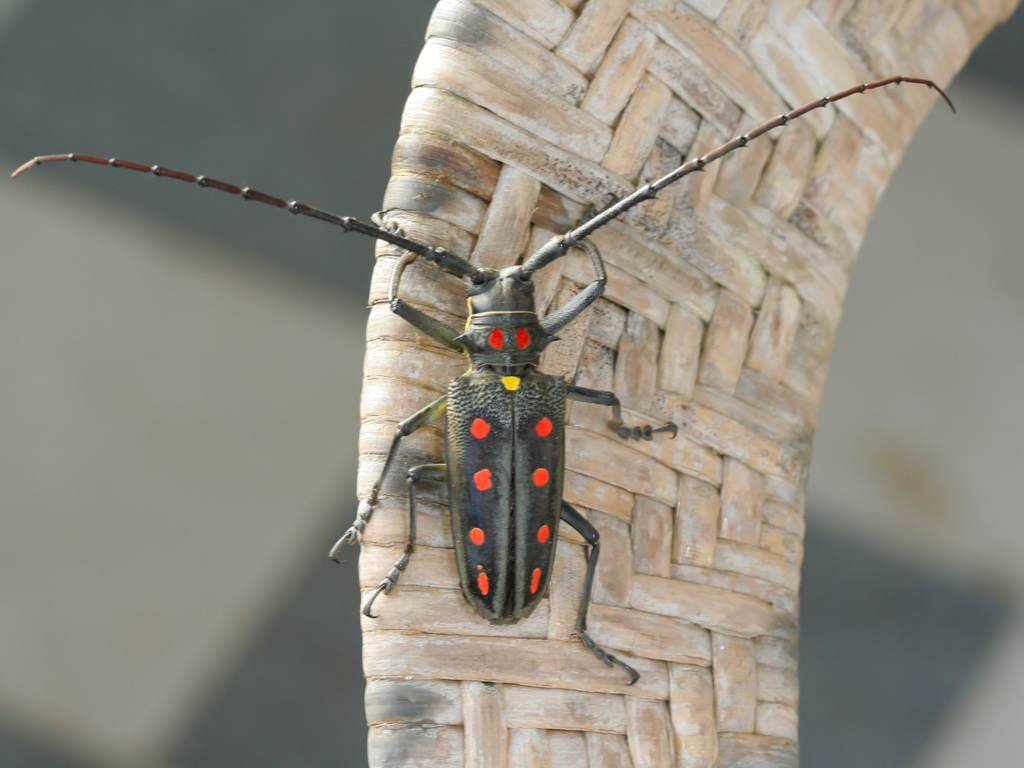 Batocera parryi from Brinchang Bungalow, Fraser's Hill, Malaysia on ...