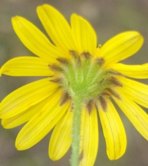 Osteospermum bolusii