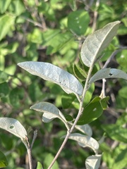 Croton menyharthii