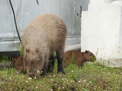 Hydrochoerus hydrochaeris