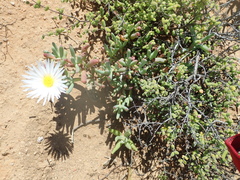Lampranthus watermeyeri