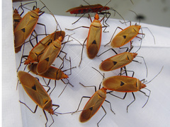 Dysdercus fuscomaculatus