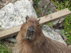 Hydrochoerus hydrochaeris