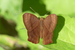 Abisara echerius