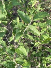 Croton menyharthii