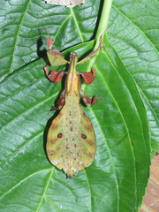 Pulchriphyllium bioculatum