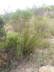 Osteospermum bolusii