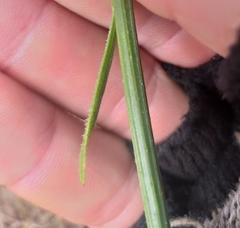 Osteospermum bolusii
